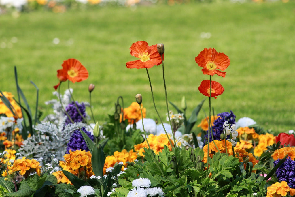 June Flower Beds: Holding Color Through Heat Without Overfeeding