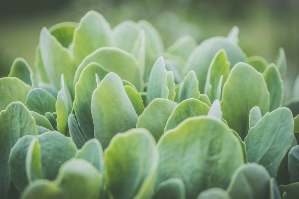 How to Use 10-10-10 Liquid Fertilizer with Micronutrients for Every Plant Type