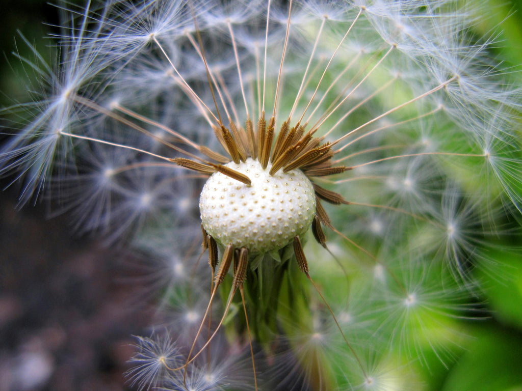 Spring Weed Management Integrated With Early Fertility Programs