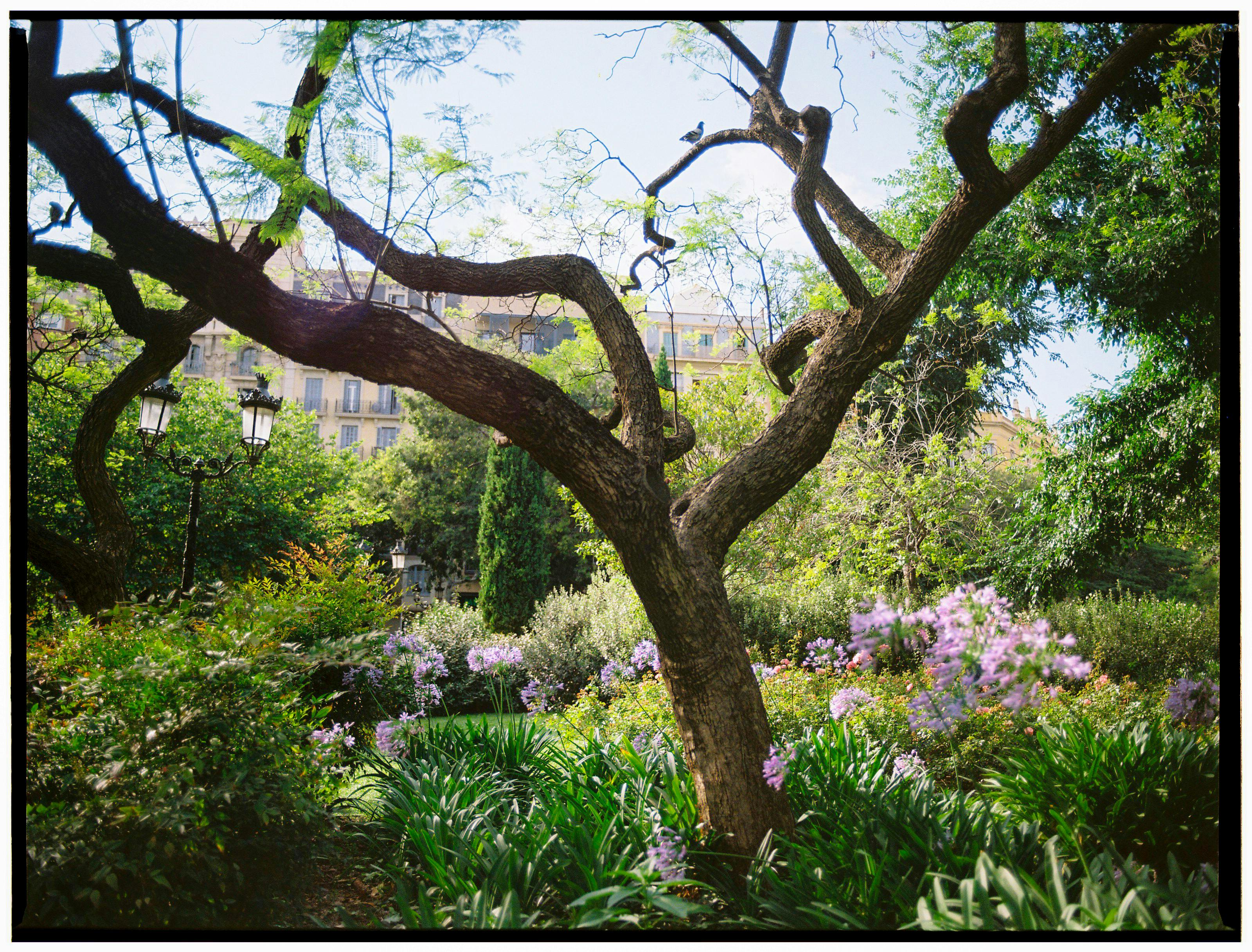Gypsum for Gardeners: Amending Clays and Improving Drainage
