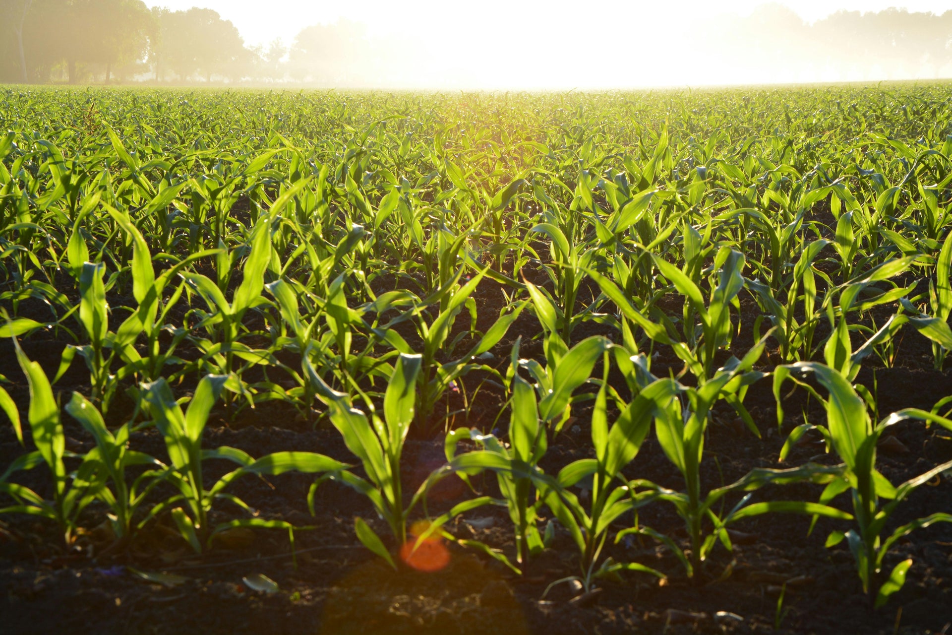 The Importance of Granulated Fertilizers: A Comprehensive Guide