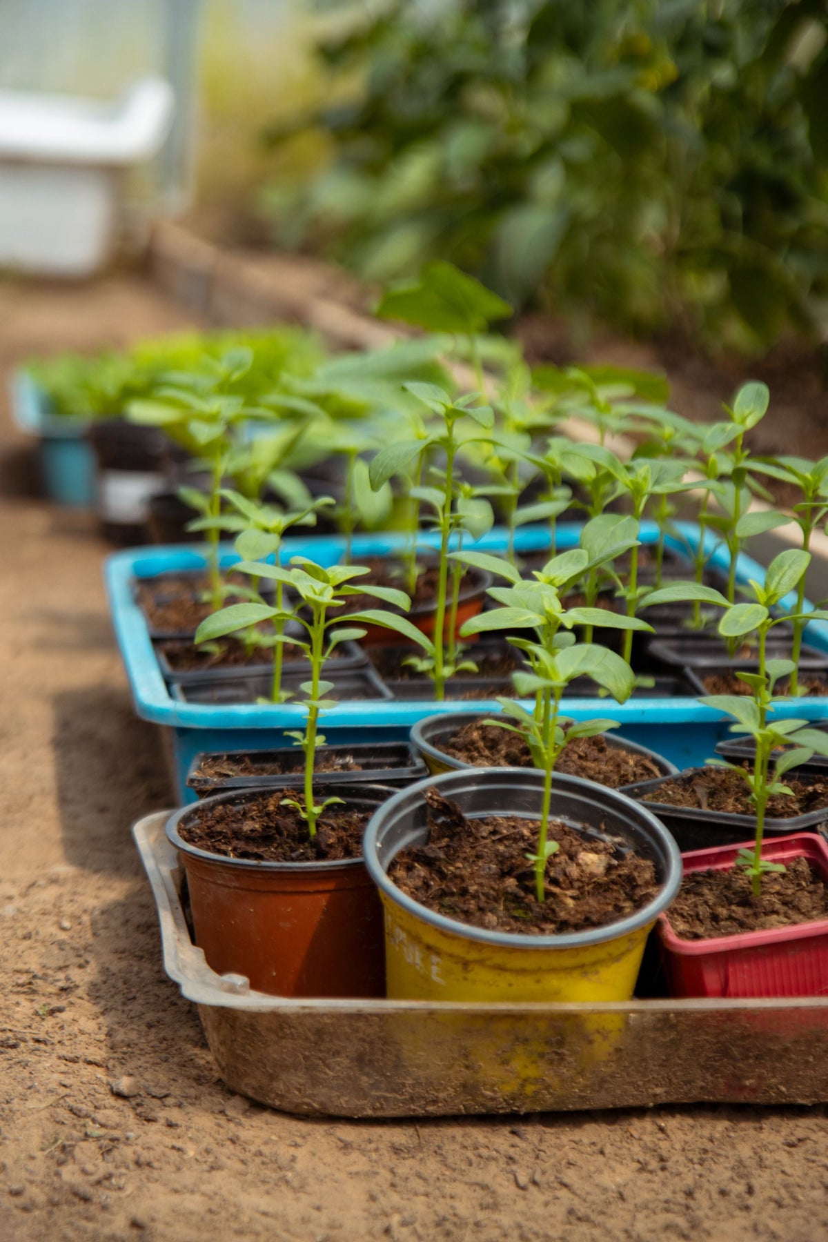 Why June Containers Need Smaller, More Consistent Feeding