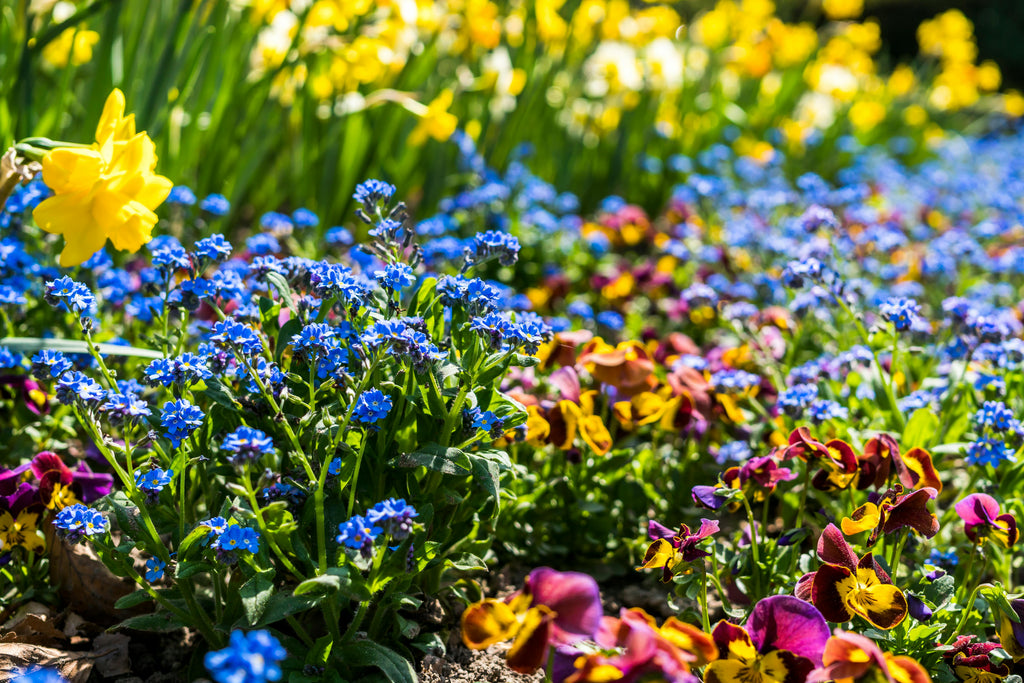 How to Fertilize Flower Beds for Continuous Blooms All Summer Long