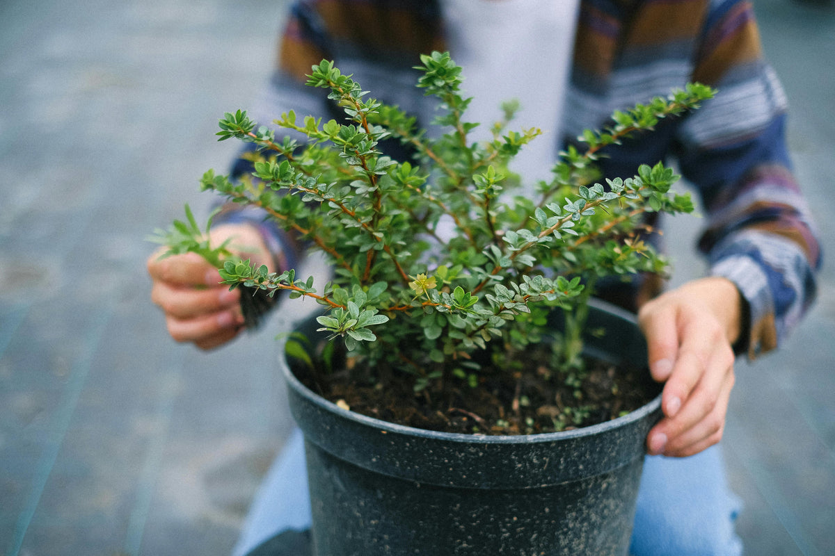 Fall Feeding Strategies for Perennials Using 16-16-16 All-Purpose Fertilizer Before Winter Sets In