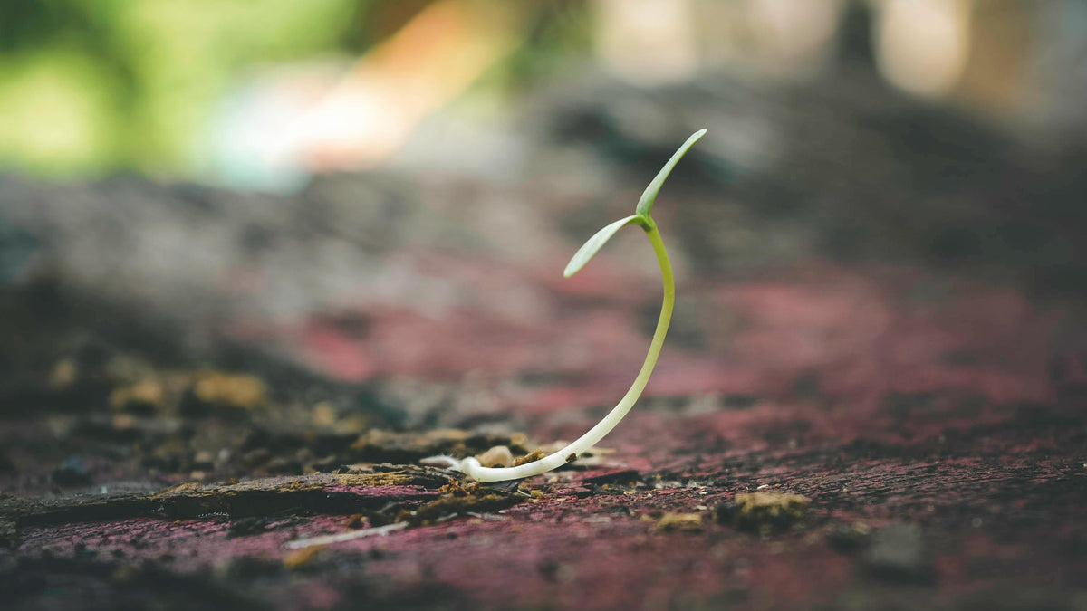 Frozen Fields, Tight Soils: How Gypsum Helps Winter Compaction from Stealing Yield