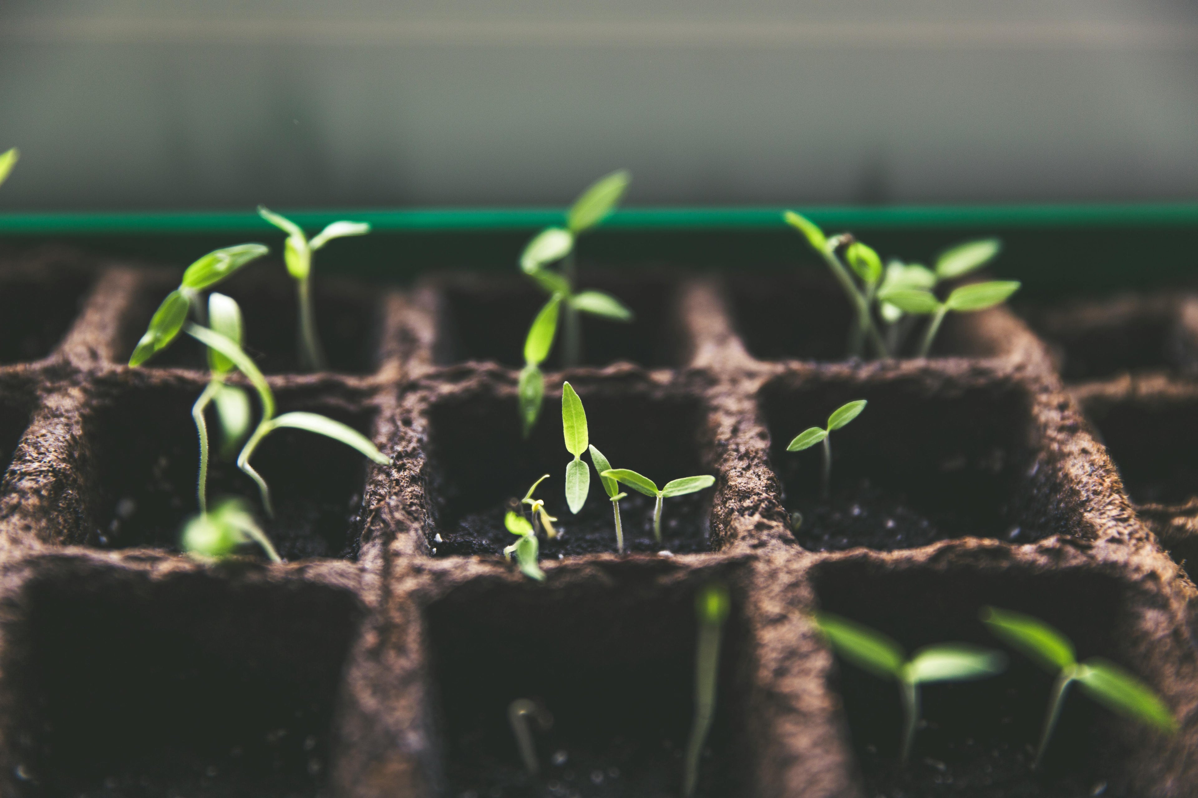 Is 15.5-0-0 Calcium Nitrate the Secret to Stronger Roots and Bigger Yields?