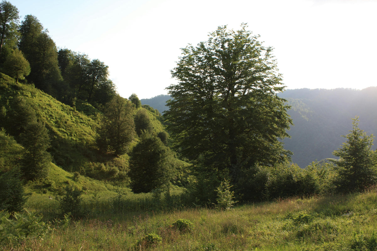 Summer Tree Care: Fertilizer Tips to Strengthen Trees Before Fall