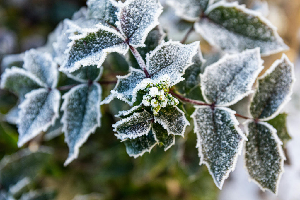 The Role of Muriate of Potash in Strengthening Plants for Cold Weather