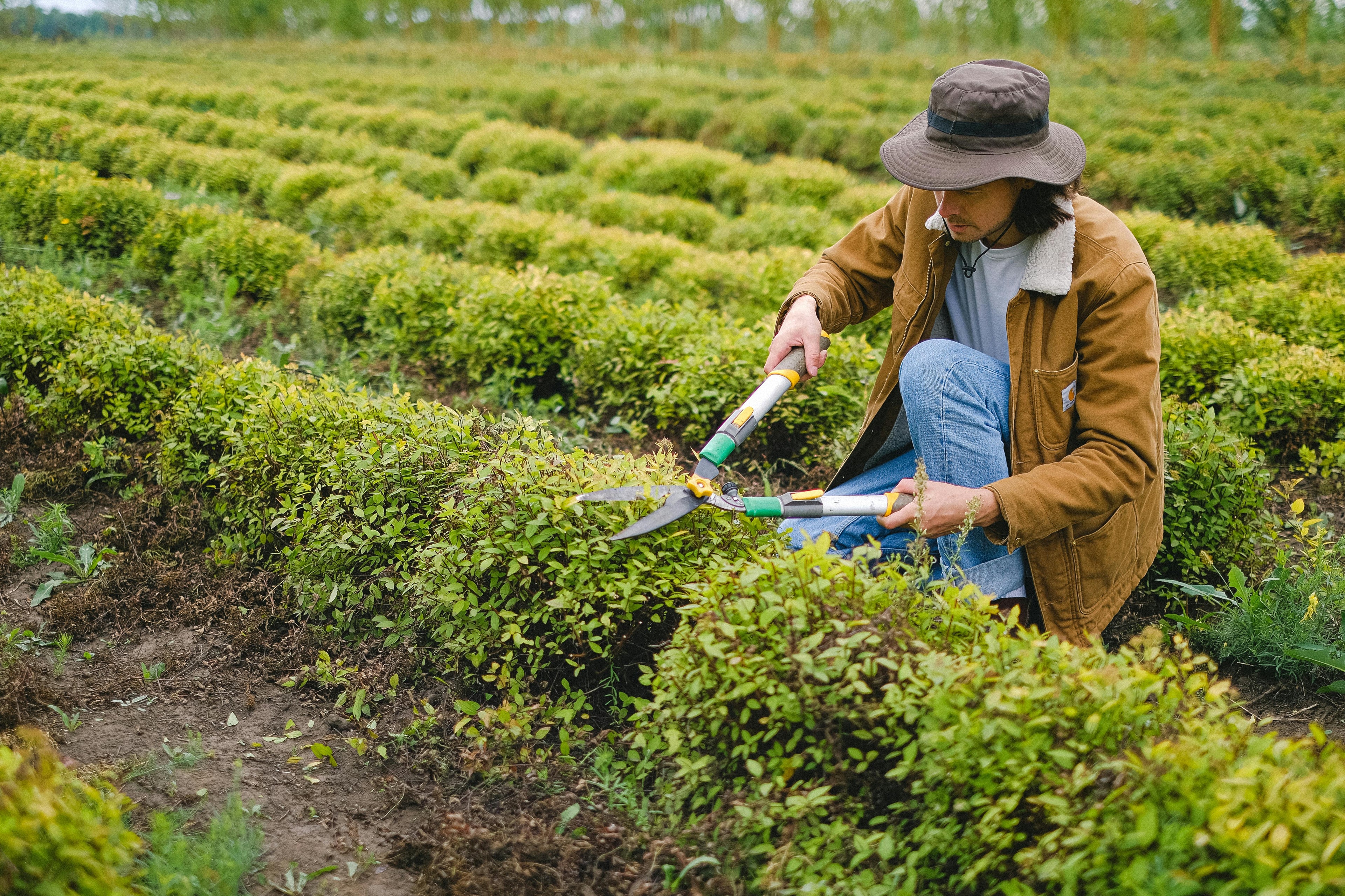 Why Organic Dry Fish Fertilizer Is Your Best Ally for Fall-to-Winter Soil Prep