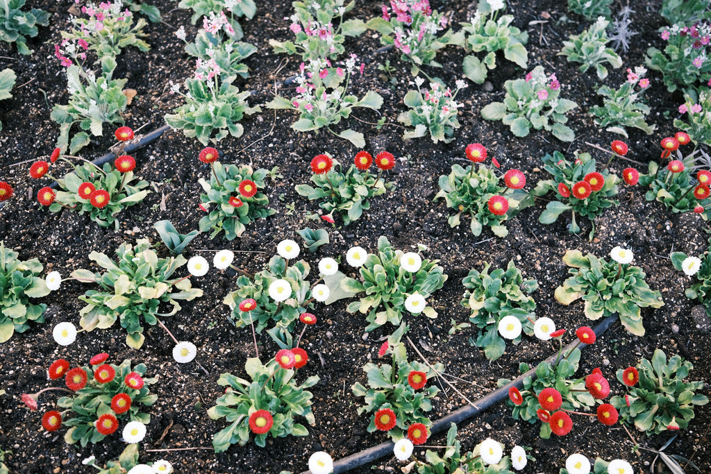 Magnesium Sulfate for Lawns: Fast Green Before the Cold Hits