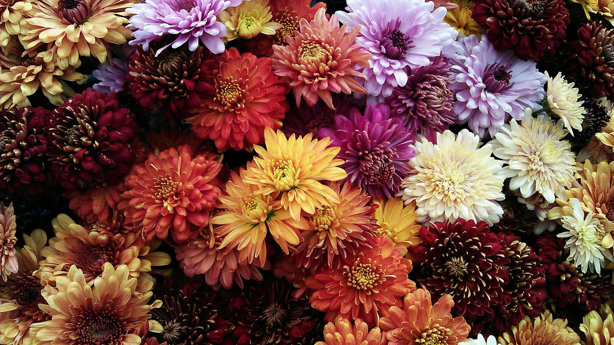 Triple 10 for Fall Flowers and Ornamentals — Keeping Color Alive Longer