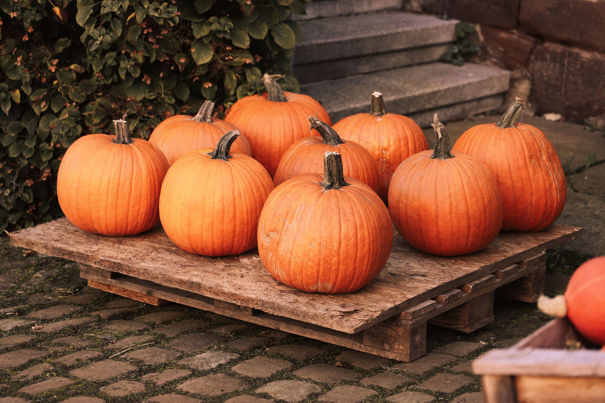 Potassium for Cucumbers, Squash, Melons, and Pumpkins
