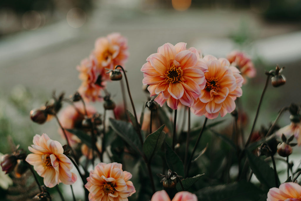 Fall Fertilization Mistakes to Avoid and How to Fix Them with the Right Products