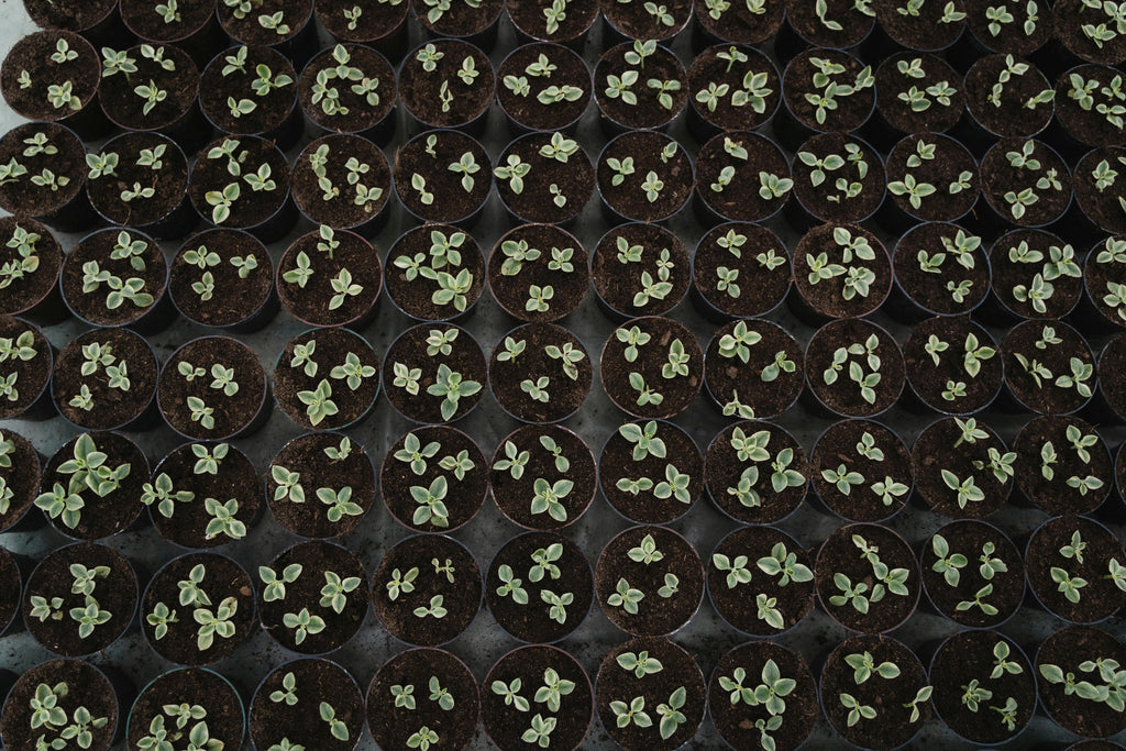 Fertilizing Your Summer Flower Garden for Brighter Blooms