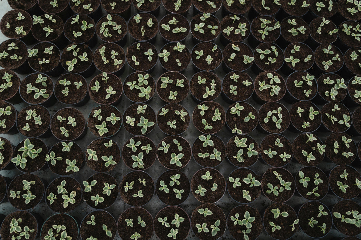Fertilizing Your Summer Flower Garden for Brighter Blooms