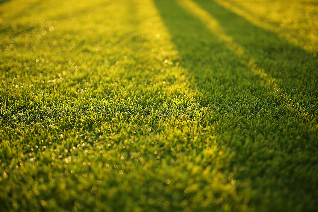 Fall Lawn Recovery with 16-16-16: Restoring Turf After Summer Damage