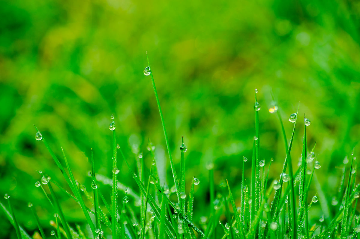 Six Strategies for Successful Spring Lawn Care