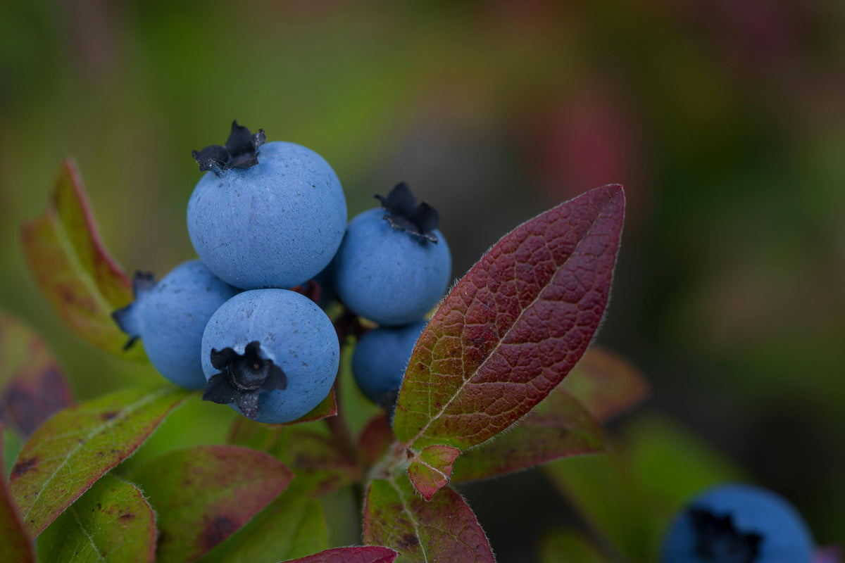 Feeding Blueberries Before Budbreak: Fertilizer Timing That Works in PNW Acid Soils