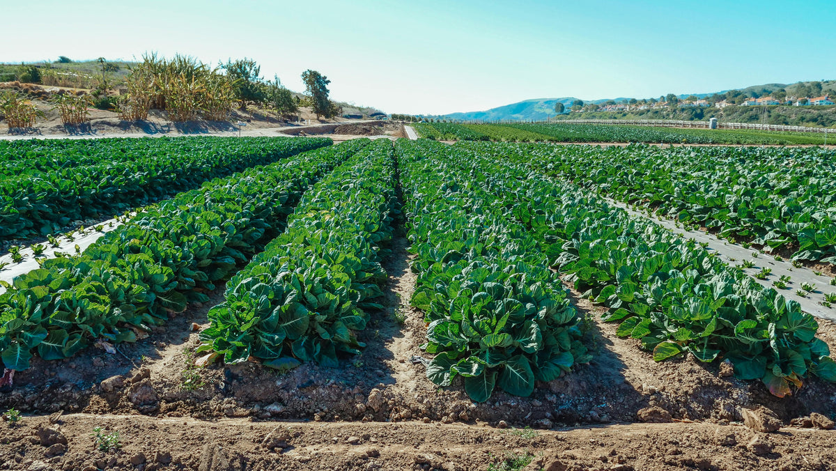 Boosting Agricultural Productivity with Nonionic Surfactants: A Comprehensive Guide