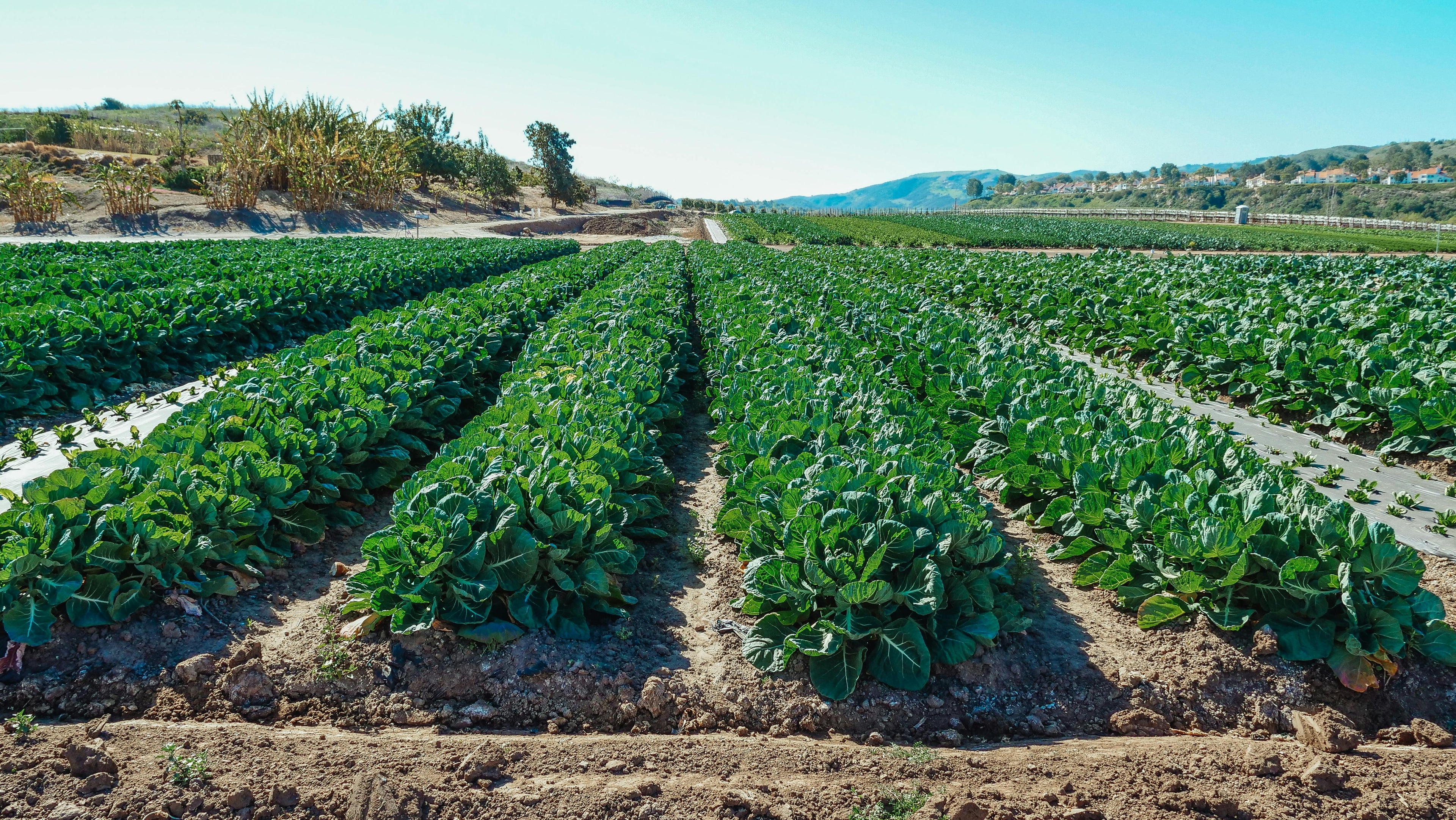 Boosting Agricultural Productivity with Nonionic Surfactants: A Comprehensive Guide