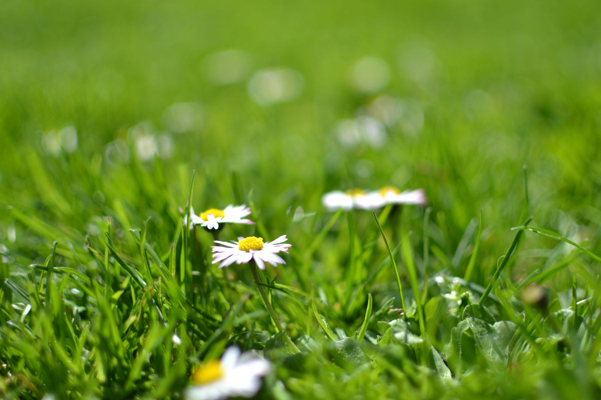 Fertilizing Your Lawn for Spring