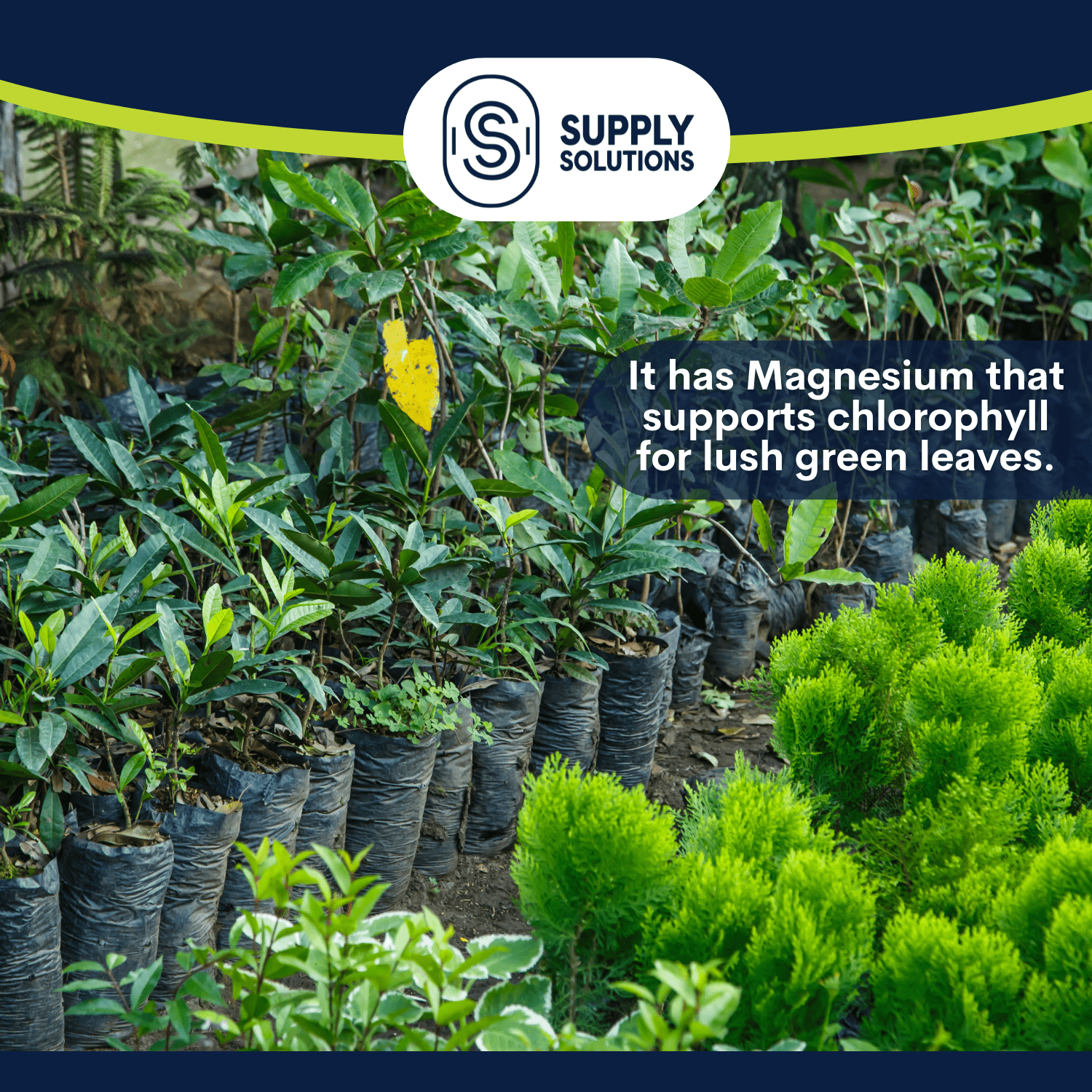 Supply Solutions 12-6-6 Ornamental Booster Fertilizer - Plant Food Topdress on Foliage, Nurseries and Landscapes - Controlled Release NPK Plant Fertilizer with Macro and Micro Nutrients