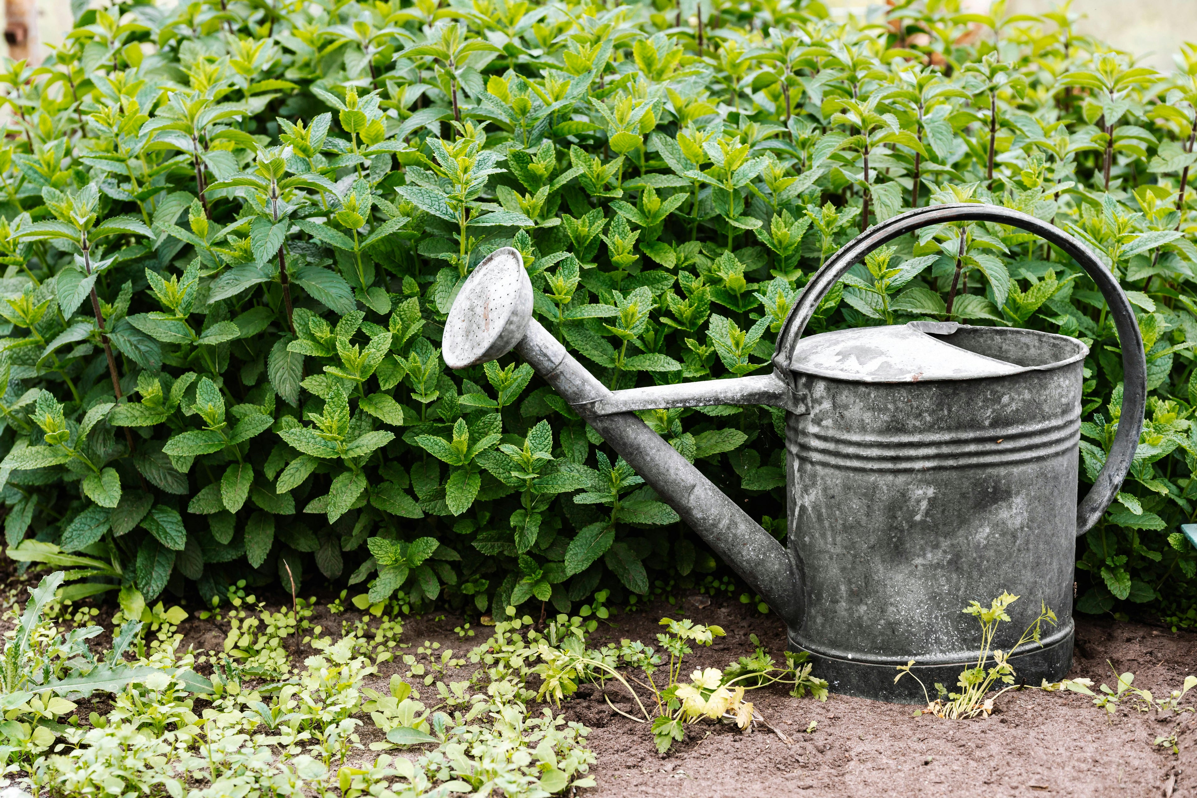 How Muriate of Potash Fortifies Soil for Cold-Weather Resilience in Lawns, Shrubs, and Trees